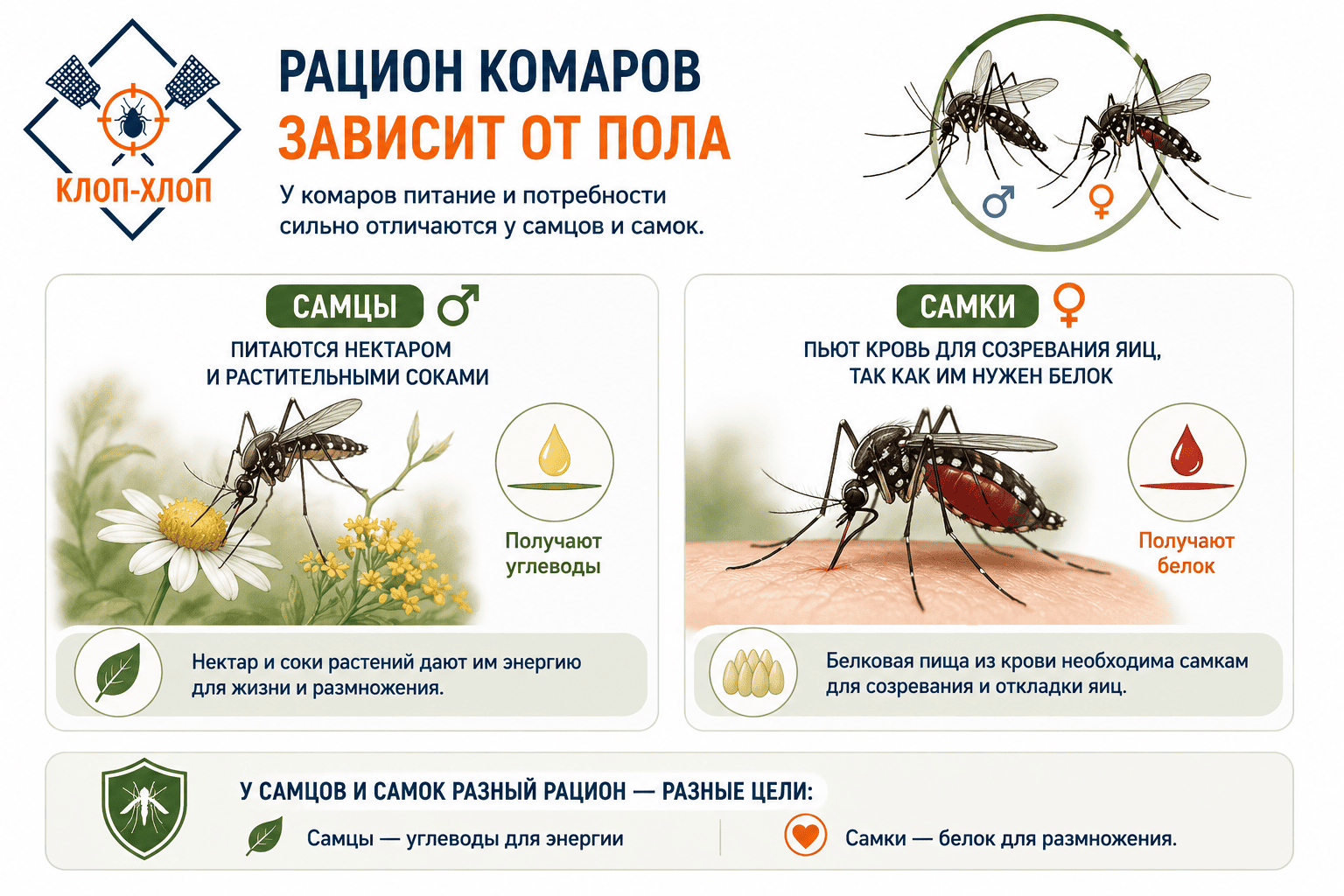 Что едят комары: рацион самцов и самок